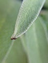 Sage macro with ant