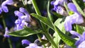 Sage medicinal plant, flower