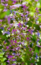 Sage medicinal plant. Sage. clary sage plant in garden in summ Royalty Free Stock Photo