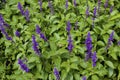 Sage `Mystic Spires Blue` 839248