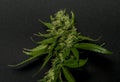 Sage n Sour variety of medical marijuana with black background