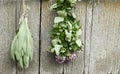 Sage and oregano tufts hanging under the roof and drying on the background of old textured wooden wall Royalty Free Stock Photo