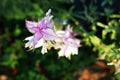 sage pale lilac, healing herbs, sage branch white-pink flowers