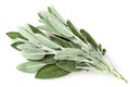 Sage plant