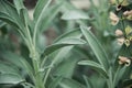 Sage plant close up view, officinal herbs, gardening concept. Nature background