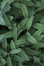 Sage plant close up view, officinal herbs, gardening concept. Nature background