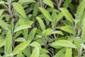 Sage plant closeup, Salvia officinalis, aromatic herb, alternative medicine, natural cures, spices