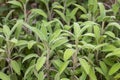 Sage plant closeup, Salvia officinalis, aromatic herb, alternative medicine, natural cures, spices