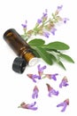 Sage plant and essential oil
