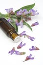 Sage plant and essential oil