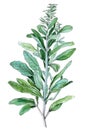Sage plant isolated on white background. Generative AI detailed watercolor illustration