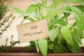 Sage plant on urban garden Royalty Free Stock Photo