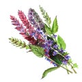 Sage plant.  Watercolor illustration isolated Royalty Free Stock Photo