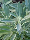 Sage plants (Salvia officinalis) Royalty Free Stock Photo