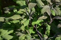 Sage plants also called salvia officinalis in summer sun Royalty Free Stock Photo