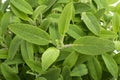 Sage plants background