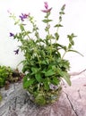Sage plants on a white stone background. Royalty Free Stock Photo