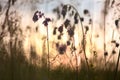 Sage. prairie grass on sunset sky background Royalty Free Stock Photo
