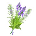 Sage and rosemary flowers.