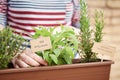 Sage and rosemary plants on urban garden Royalty Free Stock Photo