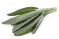 Sage (Salivia Officinalis) leaves Royalty Free Stock Photo