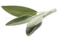 Sage (Salivia Officinalis) leaves Royalty Free Stock Photo