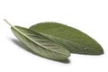 Sage (Salivia Officinalis) leaves Royalty Free Stock Photo