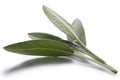 Sage (Salivia Officinalis) leaves Royalty Free Stock Photo