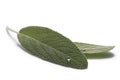 Sage (Salivia Officinalis) leaves Royalty Free Stock Photo