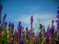 Sage, salvia, field, meadow, landscape Royalty Free Stock Photo