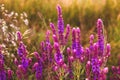 Sage salvia flower garden plant nature purple Royalty Free Stock Photo