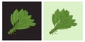 Sage salvia herbs vector illustration