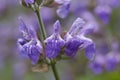 Close up of purple petals of Sage flowers in June Royalty Free Stock Photo