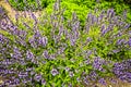 Sage Salvia officianalis Royalty Free Stock Photo