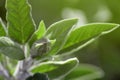 Sage, Salvia officinalis. Sage officinalis Royalty Free Stock Photo