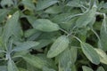 Sage or Salvia officinalis growing in the garden, fresh aromatic herb cultivated for its pungent edible leaves