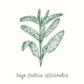 Sage (Salvia officinalis). Ink black and white doodle drawing