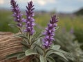 Sage (Salvia officinalis)