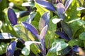 Sage, Salvia officinalis Royalty Free Stock Photo