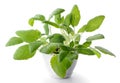 Sage Salvia officinalis plant on white background