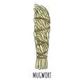 Sage smudge stick hand-drawn doodle isolated illustration. Mugwort herb bundle
