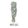 Sage smudge stick hand-drawn doodle isolated illustration. White sage herb bundle