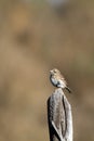 Sage Sparrow, Amphispiza belli Royalty Free Stock Photo