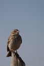 Sage Sparrow, Amphispiza belli Royalty Free Stock Photo