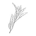 Sage sprigs with flowers sketch. Ink illustration of sage for packing candles or soap Royalty Free Stock Photo