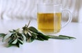 Sage tea and sage leaves. Infusion made from sage leaves. Medicinal herb Salvia officinalis. The concept of healthy Royalty Free Stock Photo