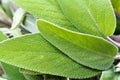 Sage - Teucrium scorodonia , a close up shot