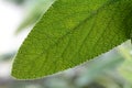 Sage - Teucrium scorodonia , a close up shot