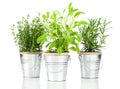 Sage, thyme and rosemary herb plant Royalty Free Stock Photo