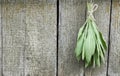 Sage tuft hanging under the roof and drying on the background of old textured wooden wall